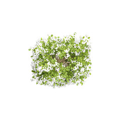 Jasmine flower plant from top view