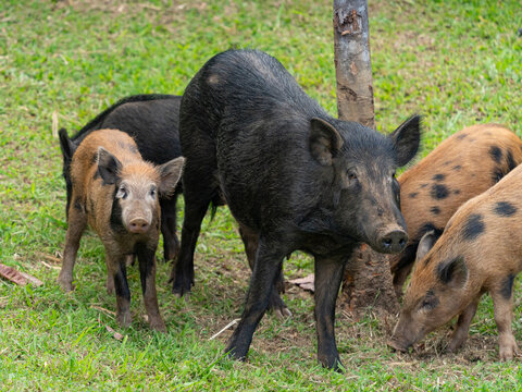 Resident feral pigs in neighborhood, Hamakua Coast, Hawaii
