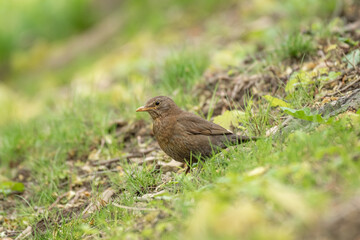 Common blackbird (Turdus merula) female medium-sized bird with brown plumage, the animal sits in the park on the ground among the vegetation and looks for food.