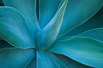 USA, Hawaii, Maui, Kula, agave plant design