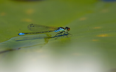 blue dragonfly on a leaf, dragongly on a leaf of a water lily, odonata