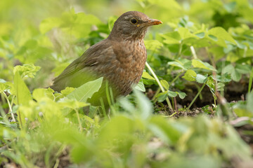 Common blackbird (Turdus merula) female medium-sized bird with brown plumage, the animal sits in the park on the ground among the vegetation and looks for food.