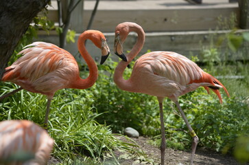 pink flamingo on the beach