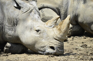 Fototapeta premium Rhino
