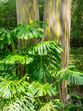 USA, Hawaii, Maui, Up Country, Kula, Kula Botanical Gardens with Rainbow eucalyptus trees