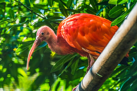 Colorful scarlet, Waikiki, Honolulu, Hawaii. Tropical bird native to South America.