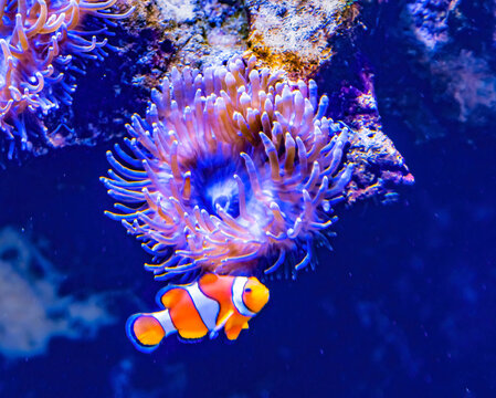 Colorful clownfish anemonefish, Waikiki, Oahu, Hawaii. Found in coral and reefs in tropical waters.