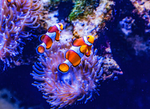Colorful clownfish anemonefish swimming, Waikiki, Oahu, Hawaii. Found in coral and reefs in tropical waters.