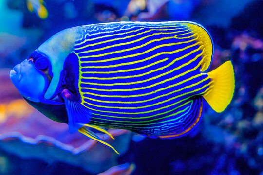 Colorful blue yellow emperor angelfish, Waikiki, Oahu, Hawaii. Found in coral and reefs in tropical waters.