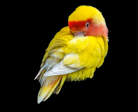 Colorful red yellow lovebird, Oahu, Hawaii. Originally from Madagascar.