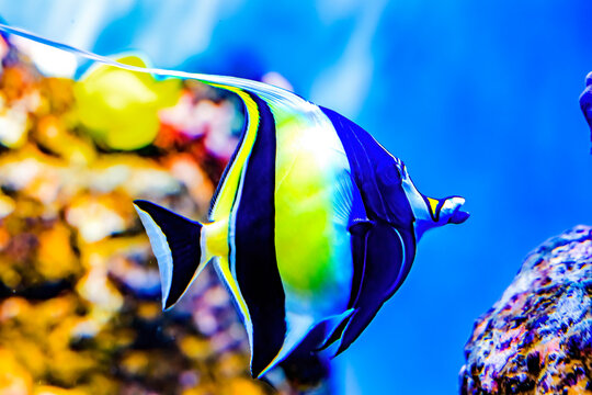 Colorful Moorish idol fish, Waikiki, Oahu, Hawaii.