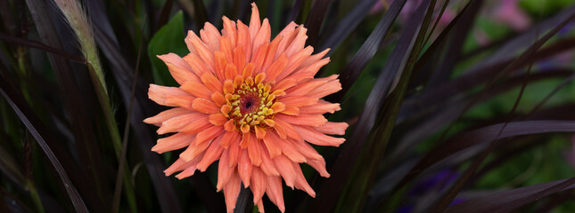 Senorita Zinnia, a blend of salmon and pink mostly double cactus zinnias. This zinnia is on a gothic background of dark purple fountain grass for contrast. Great for the WOW factor in gardens on a go
