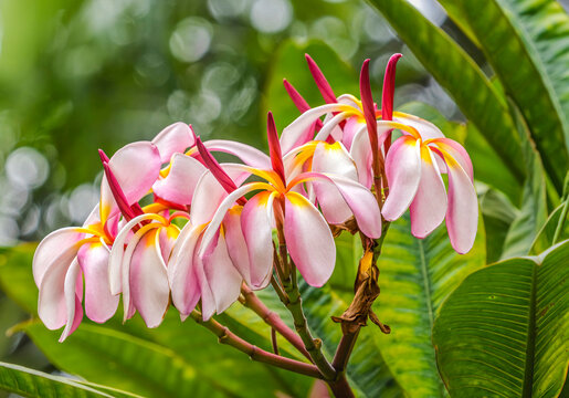 Pink frangipani plumeria, Waikiki, Honolulu, Hawaii. Plumeria flowers make fragrant beautiful leis.