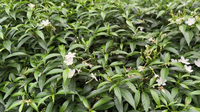 Wide shot of Tabernaemontana divaricata, commonly called pinwheel flower, crape jasmine, East India rosebay, also called bush chandni, MINI CHANDNI PLANT