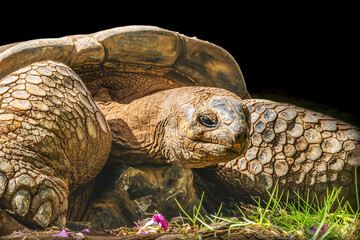 Aldabra giant tortoise, Waikiki, Hawaii. Native to Madagascar, tortoises can live to a 200 years old.