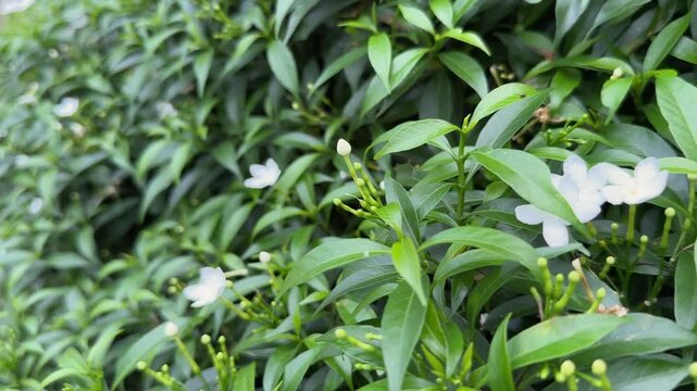 trolly shot of pinwheel flower, crape jasmine, East India rosebay, also called bush chandni, MINI CHANDNI PLANT