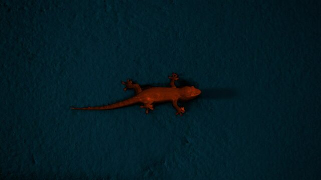 Thermal Imaging Lizard. Body Temperature Environment. Close-up Shot
