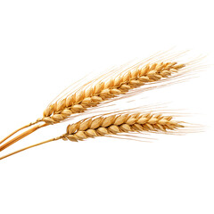 golden wheat ears, cut out