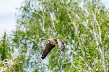 Greylag goose (Anser anser) a large water bird, the animal flies low against the background of trees on a hot summer day.