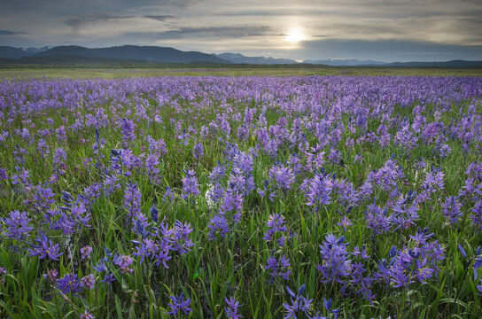 USA, Idaho. Meadows of common camas, Stanley Basin Sawtooth Mountains.