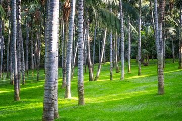 Detail view of palm trees trunks and beautiful green grass lawn