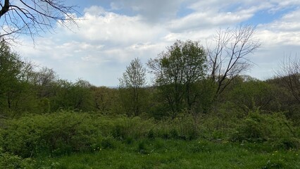 Forest panorama
