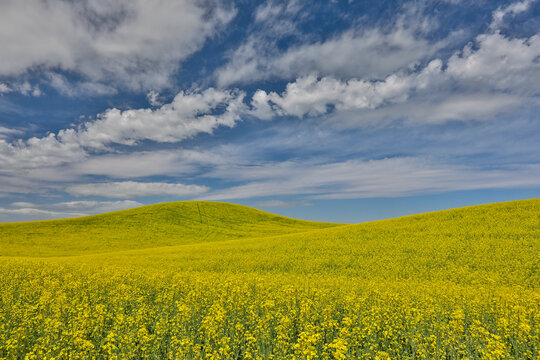 Large field of canola on Washington-Idaho border near Estes, Idaho.