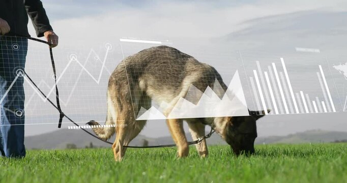 Graphs and data analysis animation over dog on leash sniffing grass