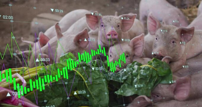 Financial data graph animation over pigs eating leafy greens in farm