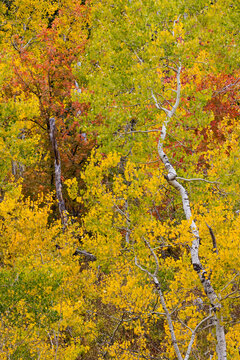USA, Idaho, Liberty. Mink Creek, Highway 36, Aspen groves with leaves golden during Autumn