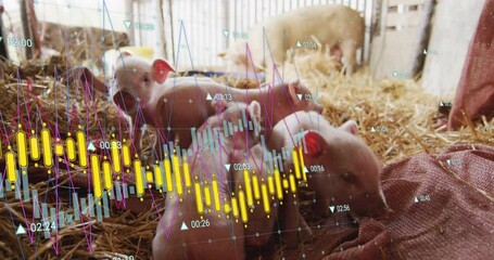 Piglets in straw with financial data processing animation over them - Powered by Adobe