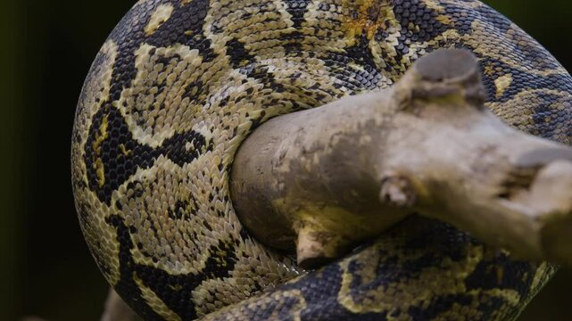 A python tightly constricts a tree branch, demonstrating its incredible strength and natural behavior.