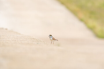 Common ringed plover (Charadrius hiaticula) a medium-sized migratory bird, the animal stands on a concrete wall on a sunny summer day.