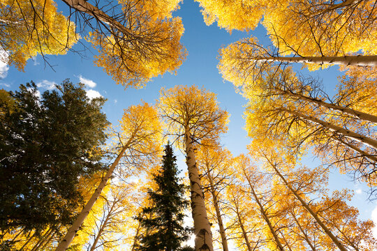 USA, Idaho, Targhee National Forest. Looking up through Quaking Aspens in Fall foliage.