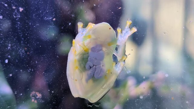 Glass Frog, a tiny amphibian with transparent skin revealing its internal organs