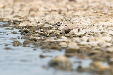Common ringed plover (Charadrius hiaticula) a medium-sized migratory bird, the animal walks along the rocky shore of the lake and searches for food.