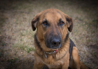 Dog portrait