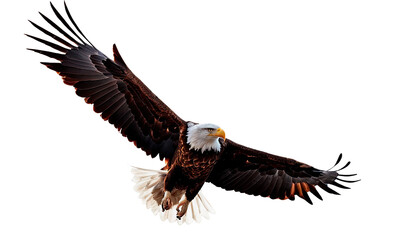 Naklejka premium American bald eagle