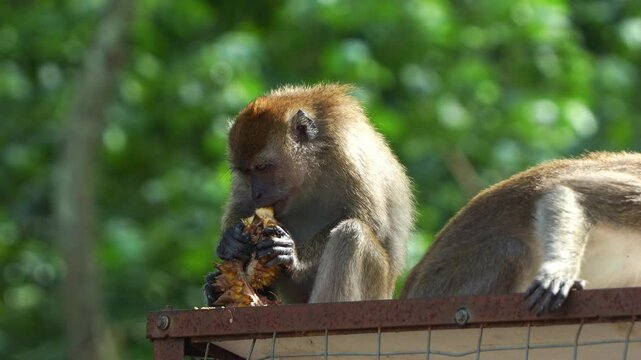 Two hungry long-tailed macaques, macaca fascicularis sitting on the rooftop, peeling and biting on a durian husk against green foliage background, highlighting its foraging behaviour in the wild.