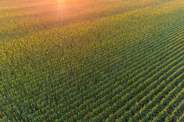 Corn field at sunset, Marion County, Illinois.