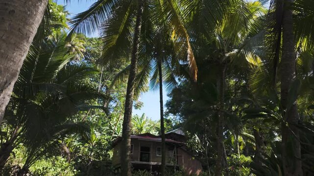 Secluded rustic cabin surrounded by lush tropical palms on Bastimentos Island