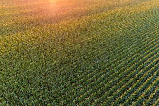 Corn field at sunset, Marion County, Illinois.