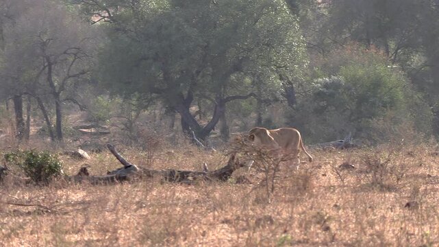 Stealthy lioness stalking prey in open plains, Kruger National Park.