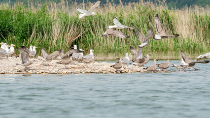 European herring gull (Larus argentatus) large water bird with white-gray plumage, juveniles with dark plumage. Birds stand on the shore of a small island on the lake, view from the water.