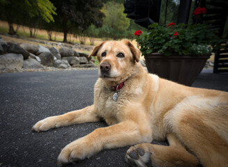 Dog portrait