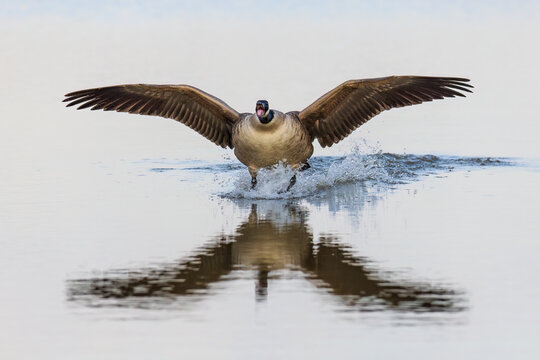 Canada Goose (Branta canadensis) landing in wetland, Marion County, Illinois.