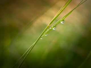 Raindrops August