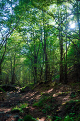 Fototapete bei efototapeten.de bestellen   