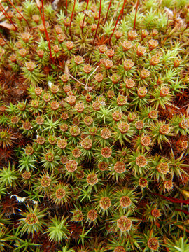 Moss 'flowers', spring, southern Illinois