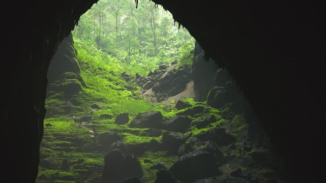 A static overhead shot capturing the dense, green forest within the depths of Hang Son Doong, Vietnam. Prores 4K